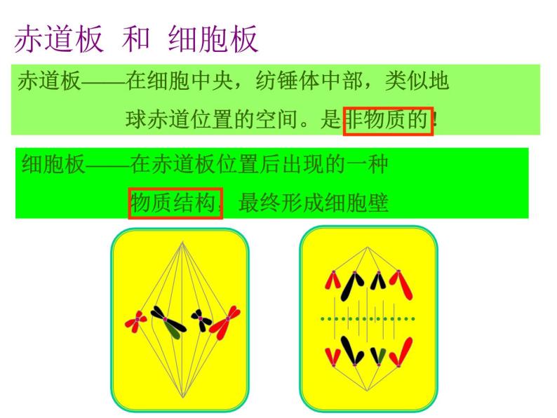 人教版高一生物必修1课件：6.1.3 细胞的增殖05