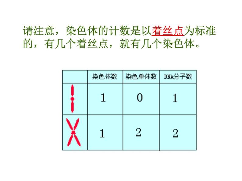 人教版高一生物必修1课件：6.1.3 细胞的增殖07