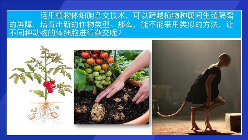 2021年春人教版高二生物选修三课件:2.2.2 动物细胞融合与单克隆抗体03