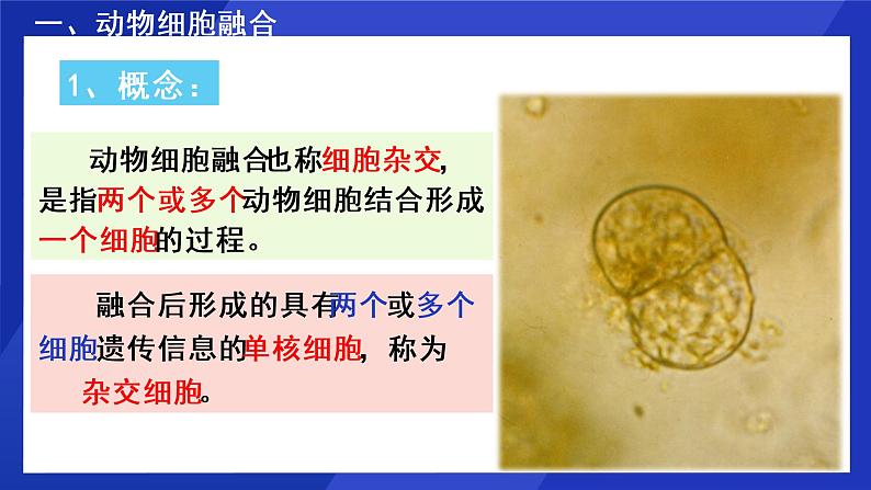 2021年春人教版高二生物选修三课件:2.2.2 动物细胞融合与单克隆抗体04