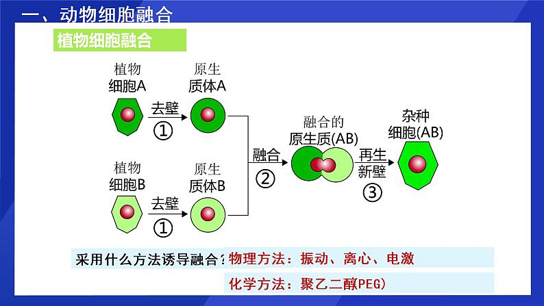 2021年春人教版高二生物选修三课件:2.2.2 动物细胞融合与单克隆抗体06