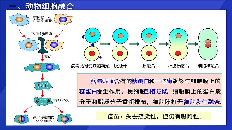 2021年春人教版高二生物选修三课件:2.2.2 动物细胞融合与单克隆抗体08