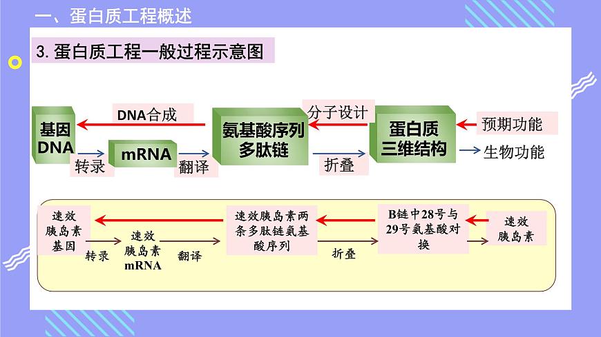 2021年春人教版高二生物選修三課件：1.4 蛋白質(zhì)工程的崛起第7頁