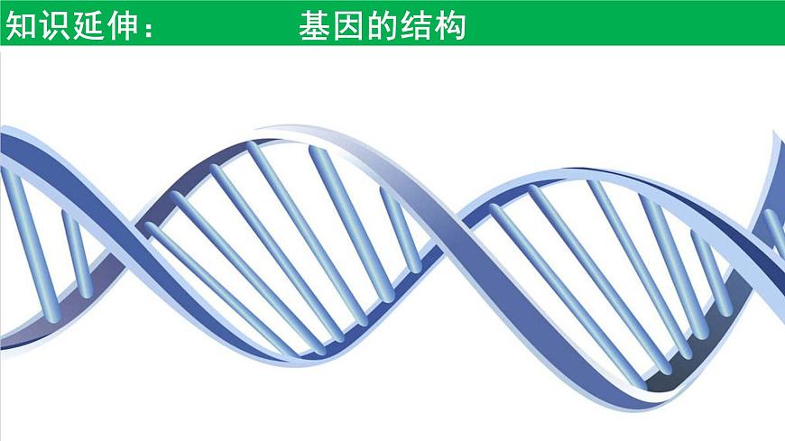 2021年春人教版高二生物選修三課件：1.2  基因工程的基本操作程序第4頁