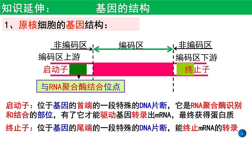 2021年春人教版高二生物選修三課件：1.2  基因工程的基本操作程序第5頁