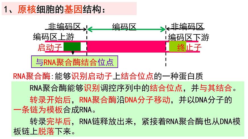 2021年春人教版高二生物選修三課件：1.2  基因工程的基本操作程序第6頁