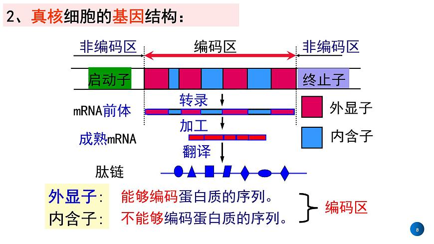 2021年春人教版高二生物選修三課件：1.2  基因工程的基本操作程序第8頁