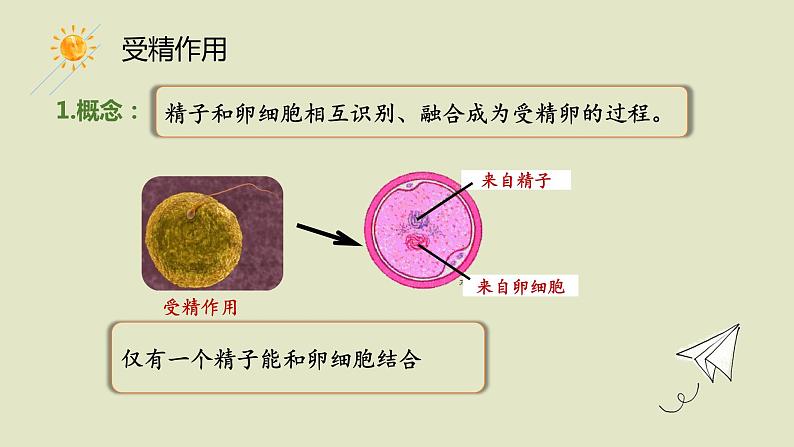 2.1 受精作用 课件【新教材】2020-2021学年高一生物人教版(2019)必修二第3页