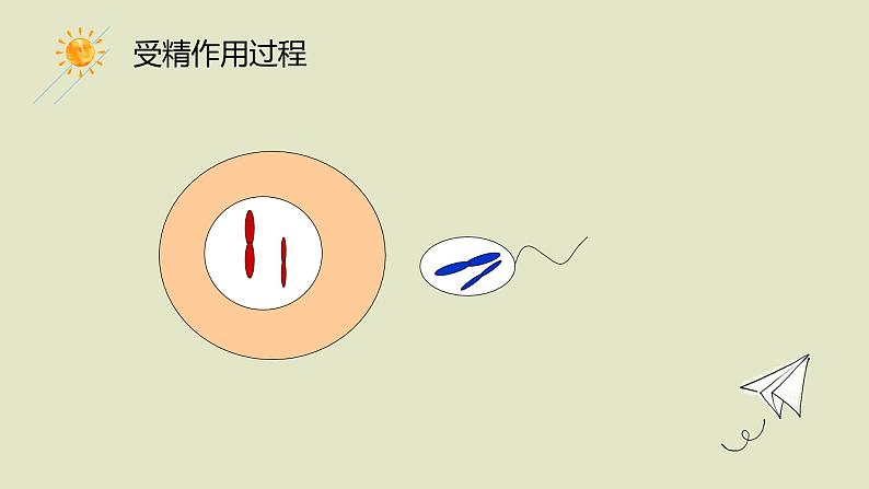 2.1 受精作用 课件【新教材】2020-2021学年高一生物人教版(2019)必修二第4页