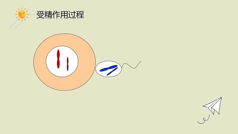 2.1 受精作用 课件【新教材】2020-2021学年高一生物人教版(2019)必修二第5页