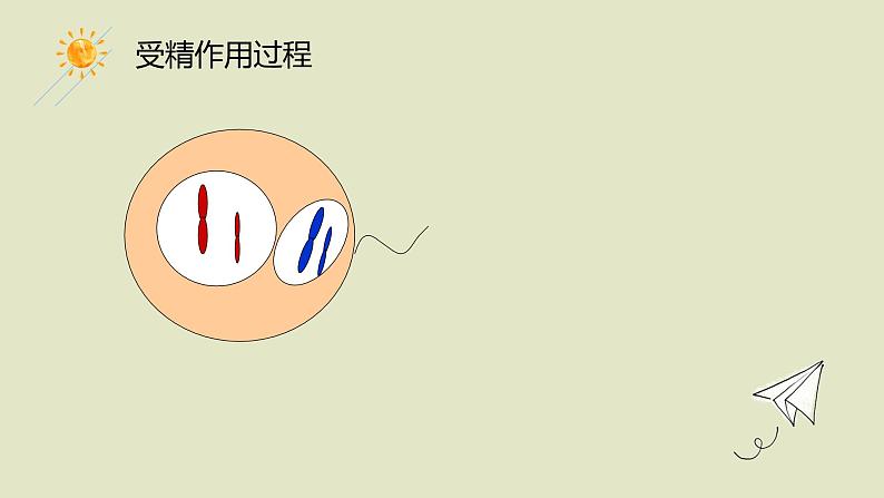 2.1 受精作用 课件【新教材】2020-2021学年高一生物人教版(2019)必修二第8页