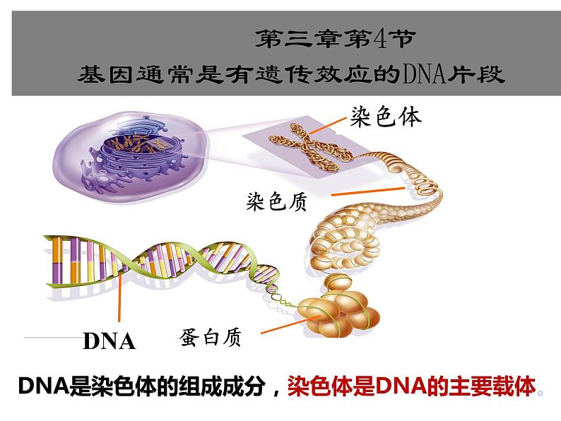 3.4基因通常是有遗传效应的DNA片段-2020-2021学年高一生物人教版(2019)必修2第1页