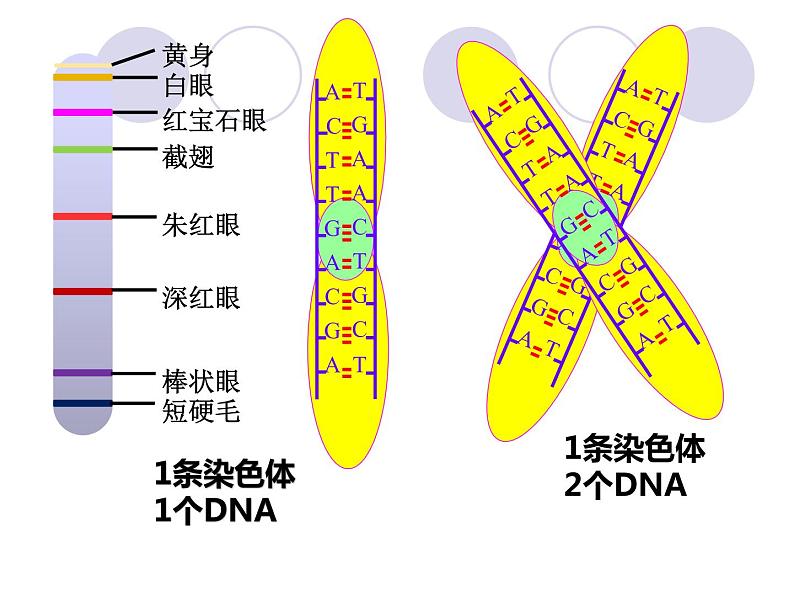 3.4基因通常是有遗传效应的DNA片段-2020-2021学年高一生物人教版(2019)必修2第2页