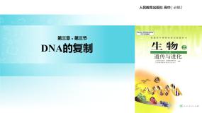 人教版 (新课标)必修2《遗传与进化》第三章 基因的本质第3节 DNA的复制教学课件ppt