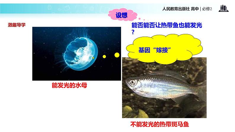 发现式教学【教学课件】《基因工程及其应用》(人教)03