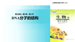 高中生物人教版 (新课标)必修2《遗传与进化》第2节 DNA分子的结构教学课件ppt