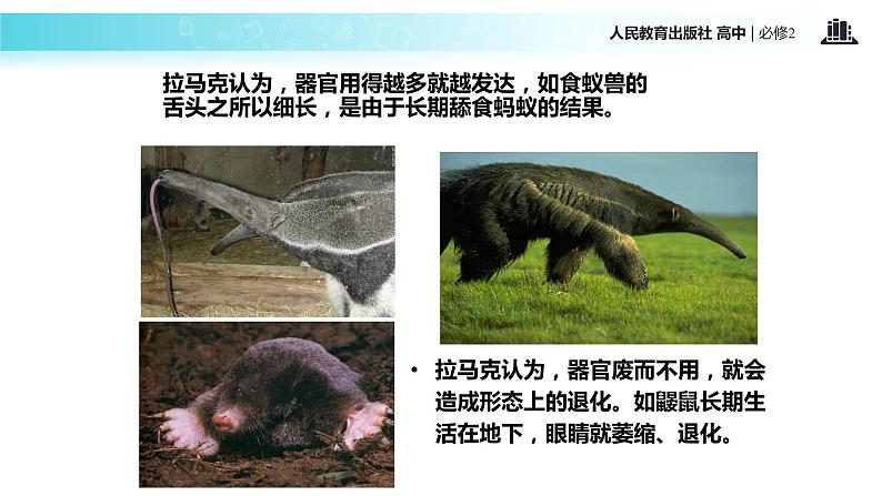 发现式教学【教学课件】《现代生物进化理论的由来》(人教)第7页