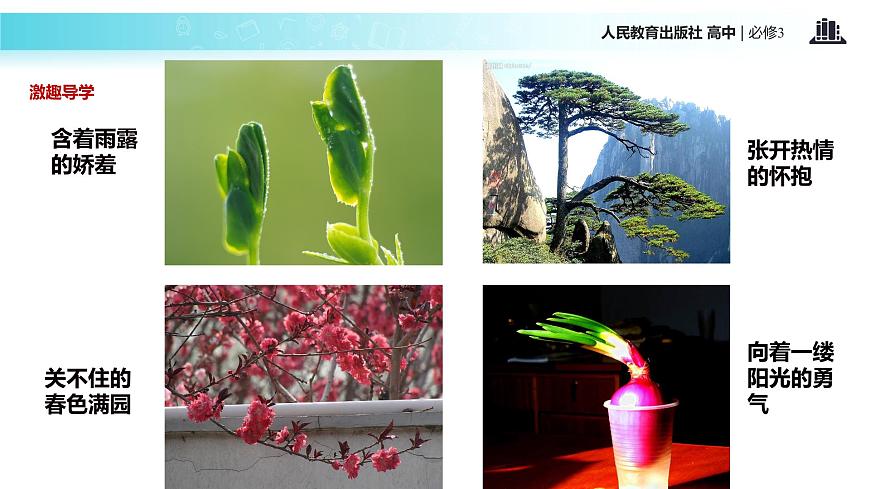 發(fā)現(xiàn)式教學(xué)【教學(xué)課件】《生長(zhǎng)素的生理作用》（人教）第2頁(yè)