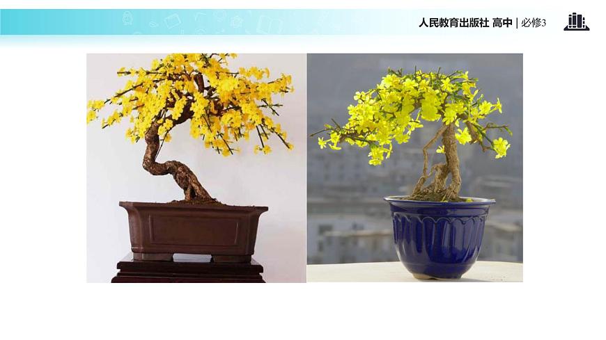 發(fā)現(xiàn)式教學(xué)【教學(xué)課件】《生長(zhǎng)素的生理作用》（人教）第5頁(yè)
