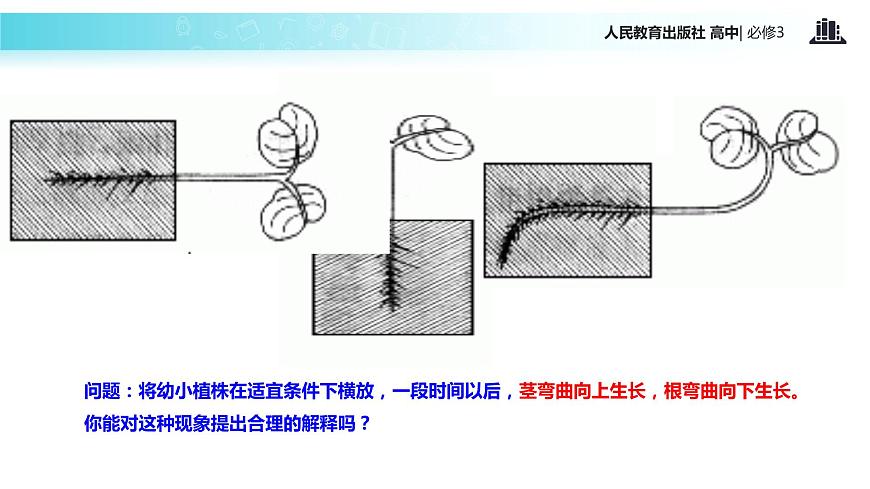 【教學(xué)課件】《生長素的生理作用》（人教）第4頁