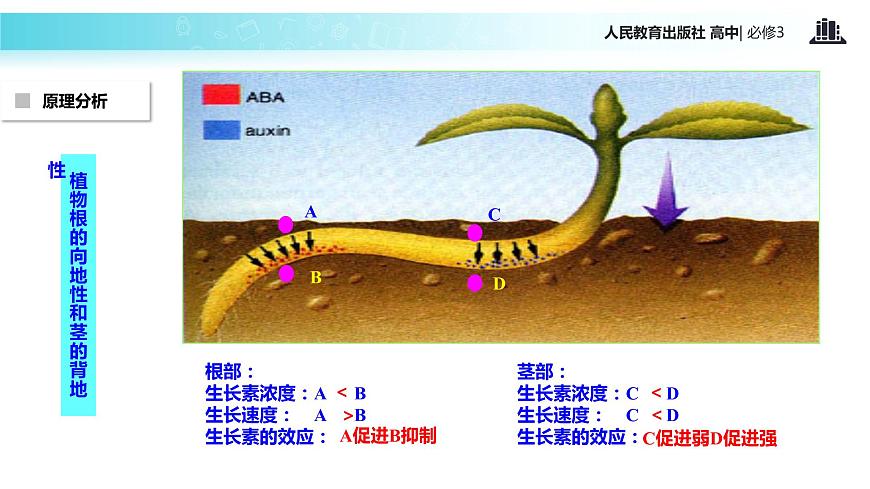 【教學(xué)課件】《生長素的生理作用》（人教）第8頁