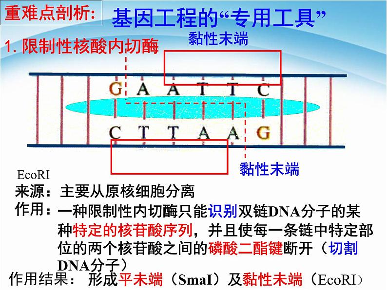 生物选修三本册综合复习 课件05