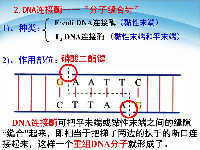 生物选修三本册综合复习 课件06