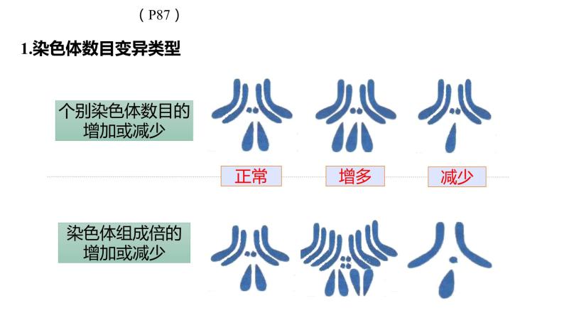 高中 生物 人教版 (2019) 必修2《遗传与进化》5.2 染色体变异组 课件07