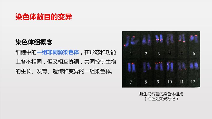高中 生物 人教版 (2019) 必修2《遺傳與進(jìn)化》5.2 染色體變異組第8頁