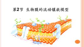 必修1《分子与细胞》第2节 生物膜的流动镶嵌模型评课ppt课件