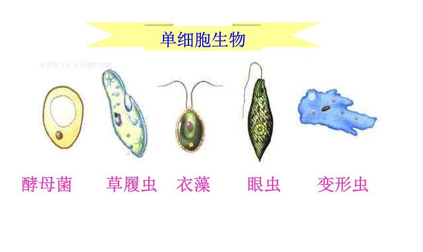 高中生物人教版 (新課標) 必修1課件  1.1從生物圈到細胞第8頁