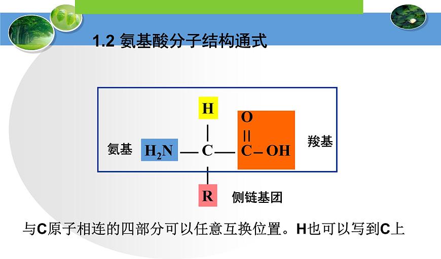 高中生物人教版 (新課標(biāo)) 必修1課件  2.2生命活動(dòng)的主要承擔(dān)者—蛋白質(zhì)第6頁