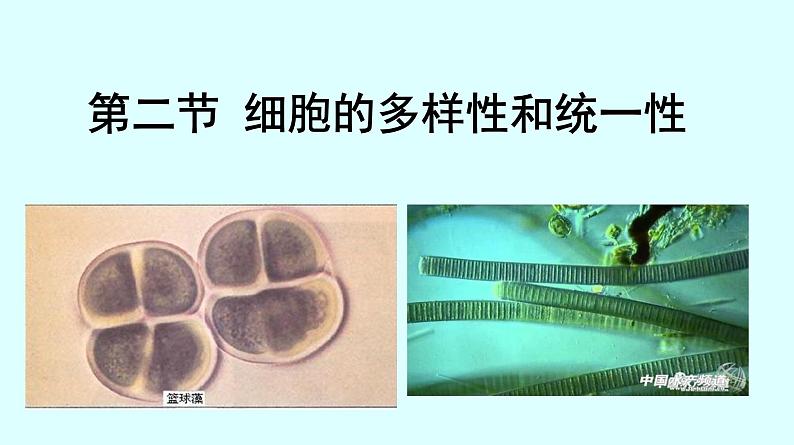 高中生物人教版 (新课标) 必修1课件 1.2.2细胞的多样性和统一性01