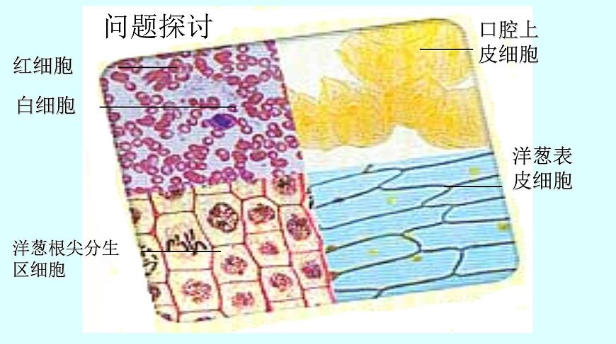高中生物人教版 (新課標(biāo)) 必修1課件  1.2.2細胞的多樣性和統(tǒng)一性第2頁