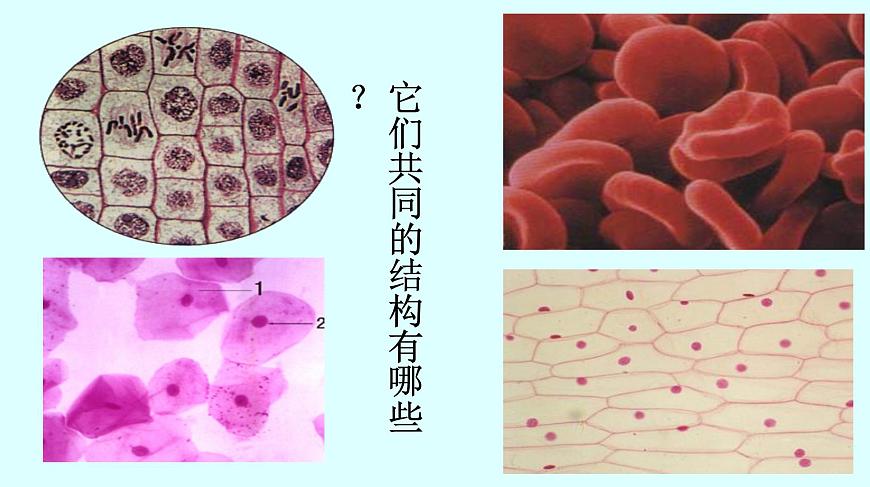 高中生物人教版 (新課標(biāo)) 必修1課件  1.2.2細胞的多樣性和統(tǒng)一性第3頁