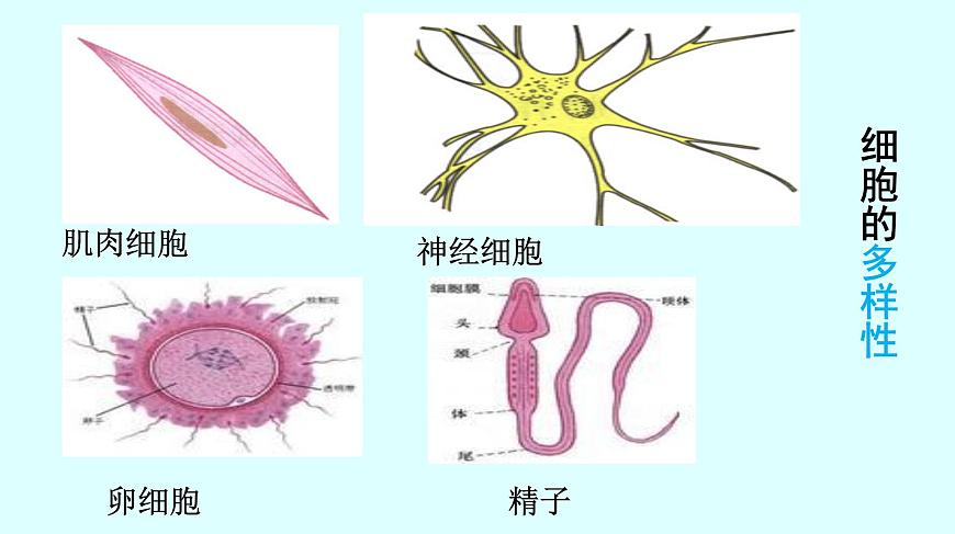 高中生物人教版 (新課標(biāo)) 必修1課件  1.2.2細胞的多樣性和統(tǒng)一性第5頁