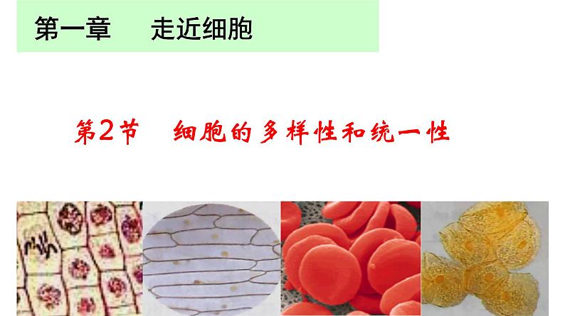 高中生物人教版 (新课标) 必修1课件 1.2.1 细胞的多样性和统一性01