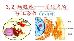 高中生物人教版 (新课标) 必修1课件  3.2.2 细胞器之间的协调配合