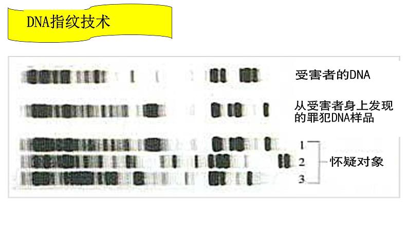 高中生物人教版 (新课标) 必修1课件 2.3 遗传信息的携带者—核酸03