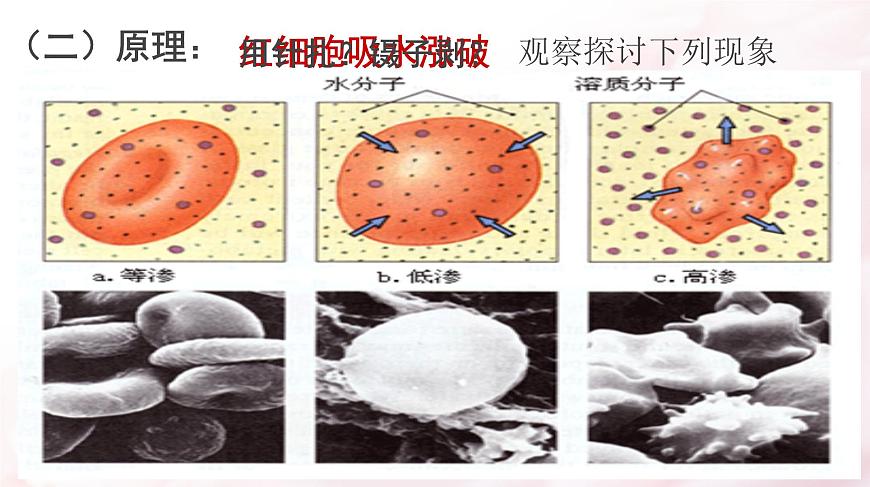 高中生物人教版 (新課標(biāo)) 必修1課件  3.1細(xì)胞膜 系統(tǒng)的邊界第6頁