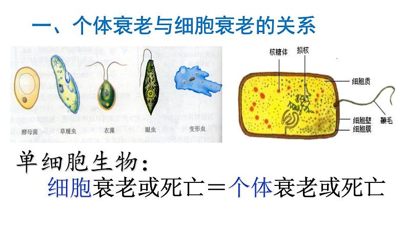 高中生物人教版 (新课标) 必修1课件 6.3、6.4 细胞的衰老和凋亡、细胞癌变04