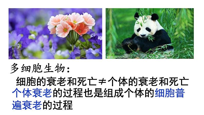 高中生物人教版 (新课标) 必修1课件 6.3、6.4 细胞的衰老和凋亡、细胞癌变05