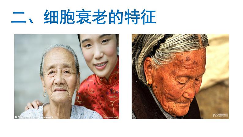 高中生物人教版 (新课标) 必修1课件 6.3、6.4 细胞的衰老和凋亡、细胞癌变06