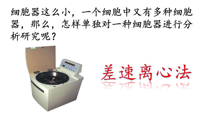 高中生物人教版 (新課標) 必修1課件  3.2 細胞器—系統(tǒng)內(nèi)的分工合作第3頁
