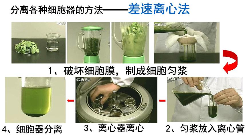 高中生物人教版 (新課標) 必修1課件  3.2 細胞器—系統(tǒng)內(nèi)的分工合作第4頁