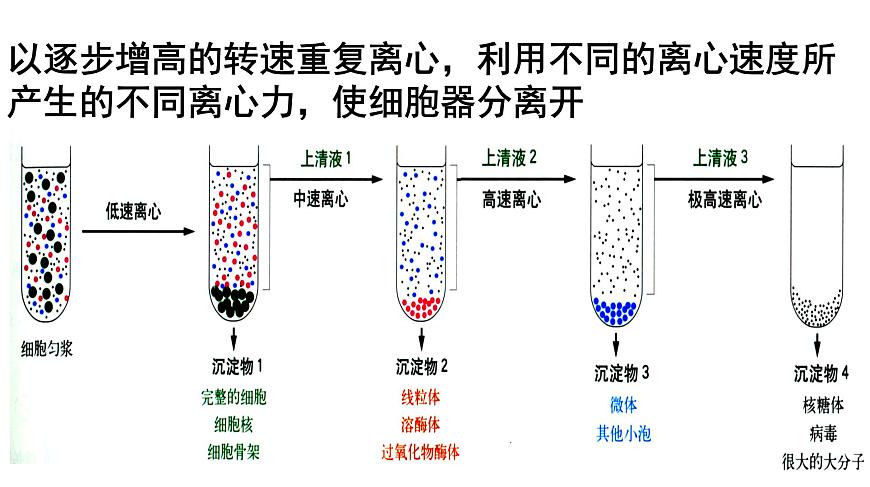 高中生物人教版 (新課標) 必修1課件  3.2 細胞器—系統(tǒng)內(nèi)的分工合作第5頁