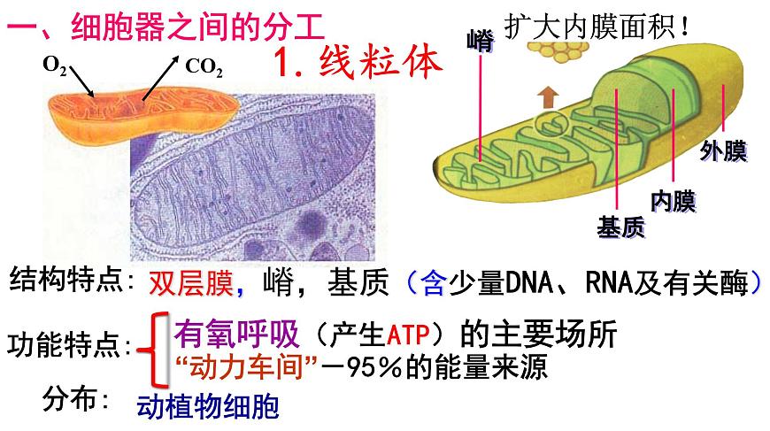 高中生物人教版 (新課標) 必修1課件  3.2 細胞器—系統(tǒng)內(nèi)的分工合作第6頁