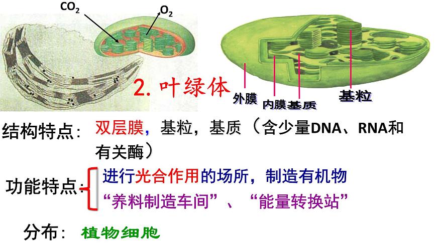 高中生物人教版 (新課標) 必修1課件  3.2 細胞器—系統(tǒng)內(nèi)的分工合作第8頁