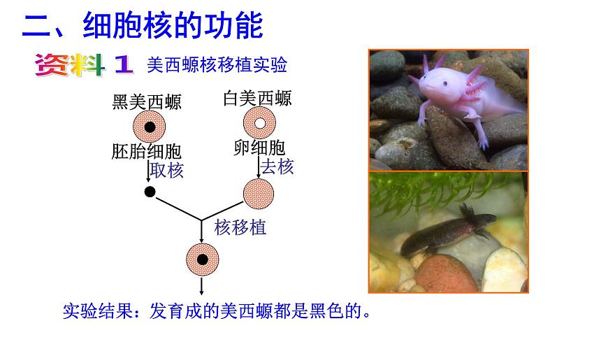 高中生物人教版 (新課標) 必修1課件  3.3細胞核—系統(tǒng)的控制中心第4頁