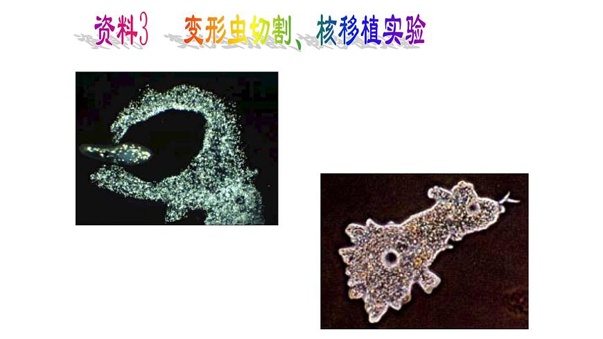 高中生物人教版 (新課標) 必修1課件  3.3細胞核—系統(tǒng)的控制中心第8頁